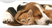 Интернет-магазин кормов для домашних животных petshop.com.ua