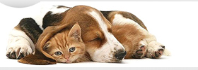 Интернет-магазин кормов для домашних животных petshop.com.ua